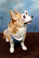 Corgi Con 2025-1236