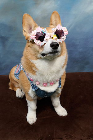 Corgi Con 2025-1237