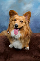 Corgi Con 2025-1233