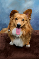 Corgi Con 2025-1234