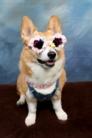 Corgi Con 2025-1235