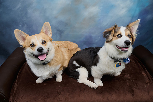 Corgi Con 2025-1245
