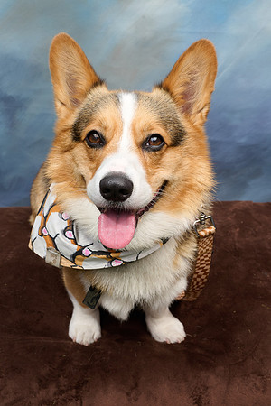 Corgi Con 2025-1250
