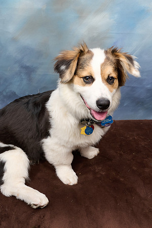 Corgi Con 2025-1246