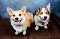 Corgi Con 2025-1249
