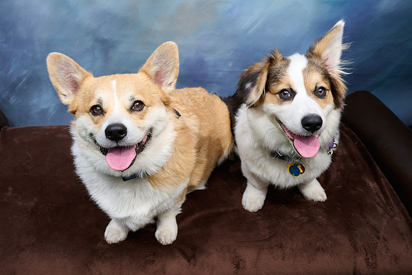 Corgi Con 2025-1249