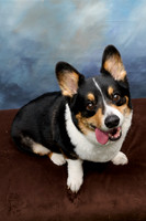 Corgi Con 2025-1253