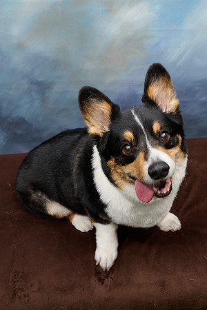 Corgi Con 2025-1253