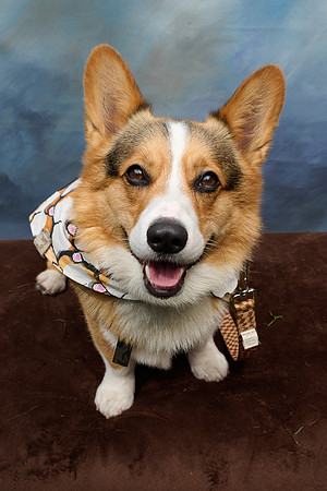 Corgi Con 2025-1252