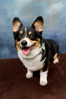 Corgi Con 2025-1254