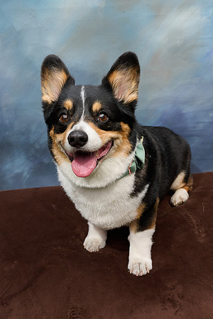 Corgi Con 2025-1254