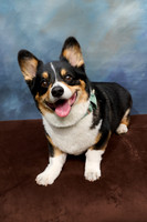 Corgi Con 2025-1255