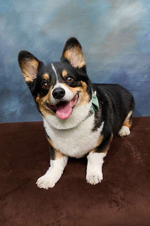 Corgi Con 2025-1255