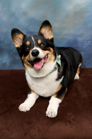 Corgi Con 2025-1256