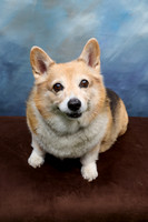 Corgi Con 2025-1258