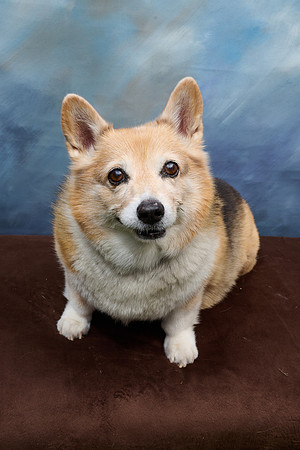 Corgi Con 2025-1258