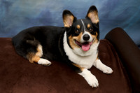 Corgi Con 2025-1257