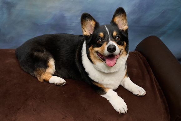 Corgi Con 2025-1257