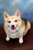 Corgi Con 2025-1259