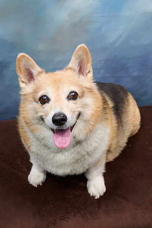 Corgi Con 2025-1259