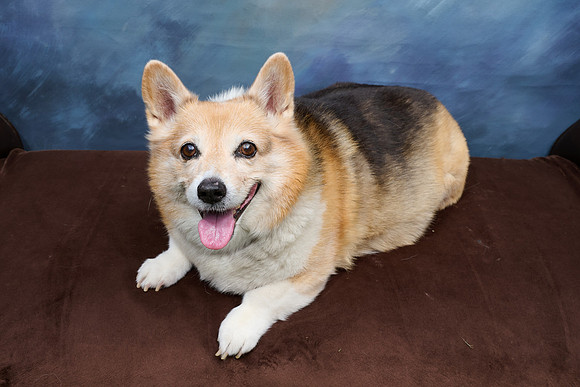 Corgi Con 2025-1260