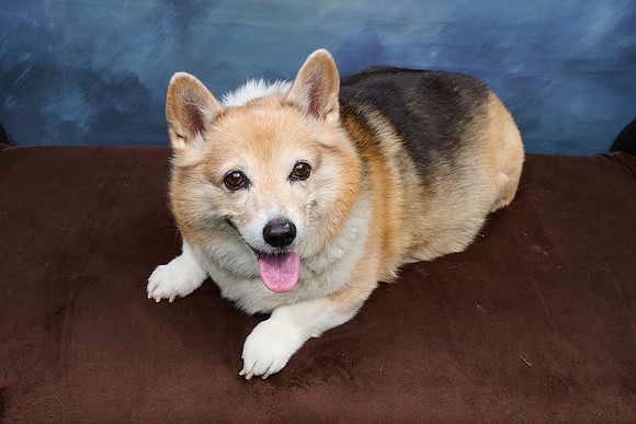 Corgi Con 2025-1261
