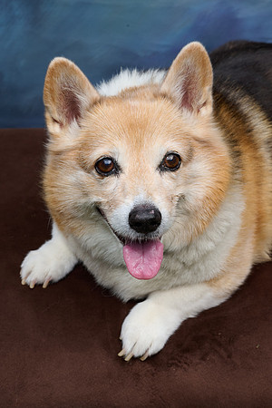 Corgi Con 2025-1262