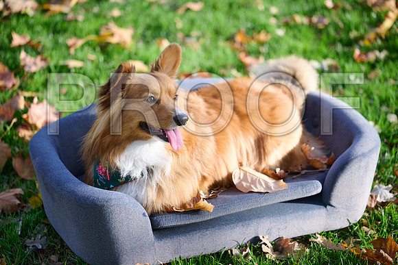 DSC_3703