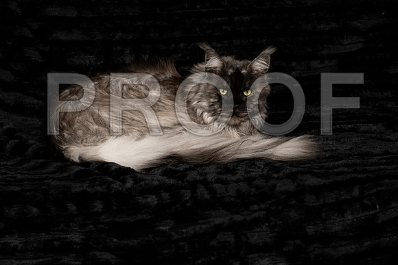 _DSC5642 copy