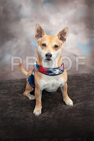 700_8706 CODY