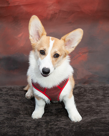700_9100 welch corgi