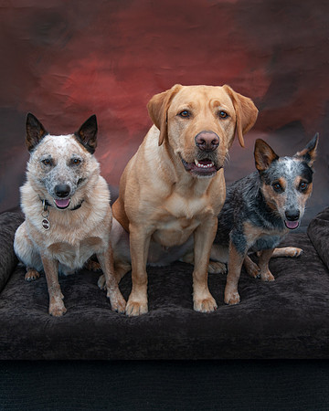700_9102 simba, tango, bleu