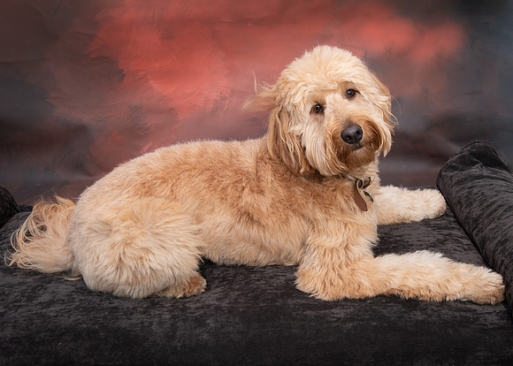 DSC_7229 goldendoodle