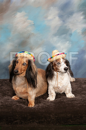 8-25-18 TF DOGS-789