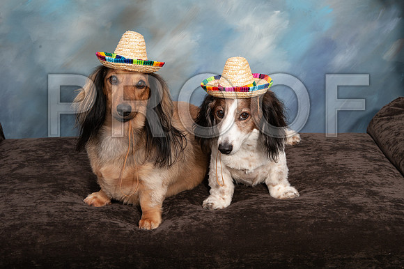 8-25-18 TF DOGS-790