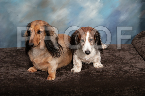 8-25-18 TF DOGS-791