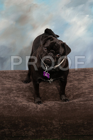 8-25-18 TF DOGS-800