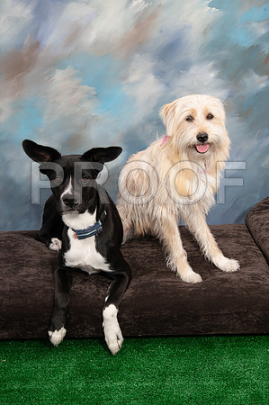 8-25-18 TF DOGS-806