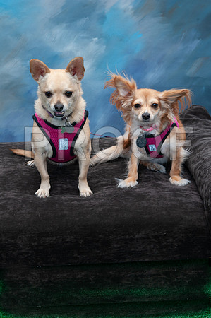8-25-18 TF DOGS-807