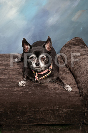 8-25-18 TF DOGS-811