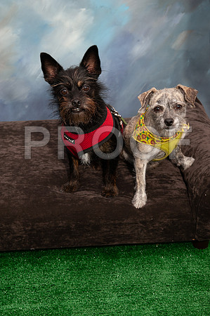 8-25-18 TF DOGS-821