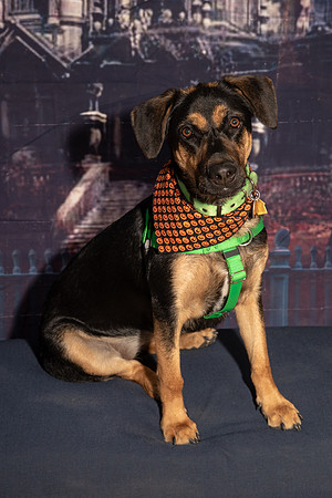 WAGGING TALES 10-13-18010