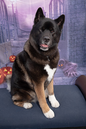WAGGING TALES 10-13-18050