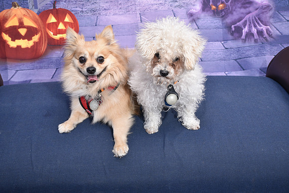 WAGGING TALES 10-13-18079