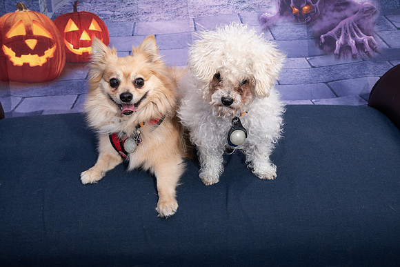 WAGGING TALES 10-13-18080