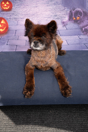 WAGGING TALES 10-13-18120