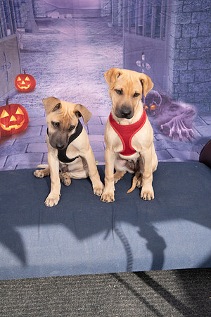 WAGGING TALES 10-13-18134